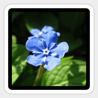 Forget-me-not, blue flower Sticker